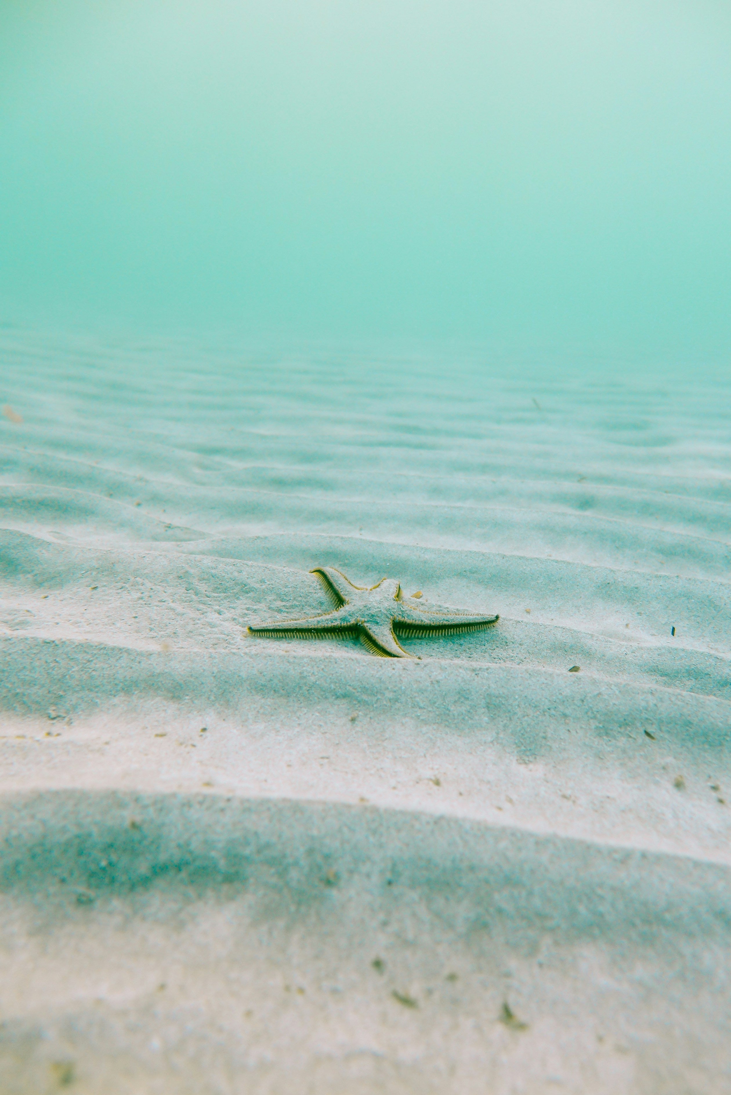 Starfish on sandy ocean floor, symbolizing Mālie the label's commitment to supporting ocean conservation with every bikini sold