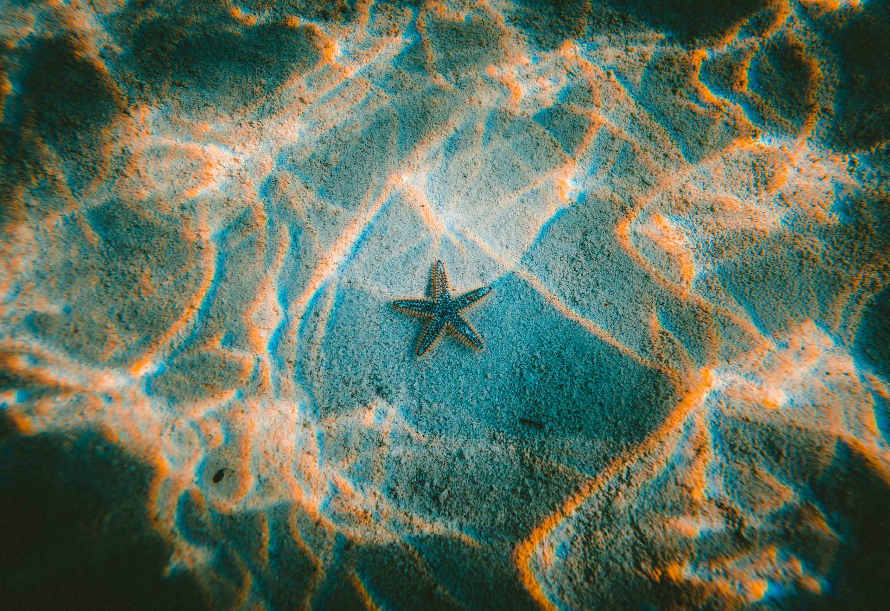 Starfish on the ocean floor, representing Mālie the label's commitment to ocean protection and sustainability efforts