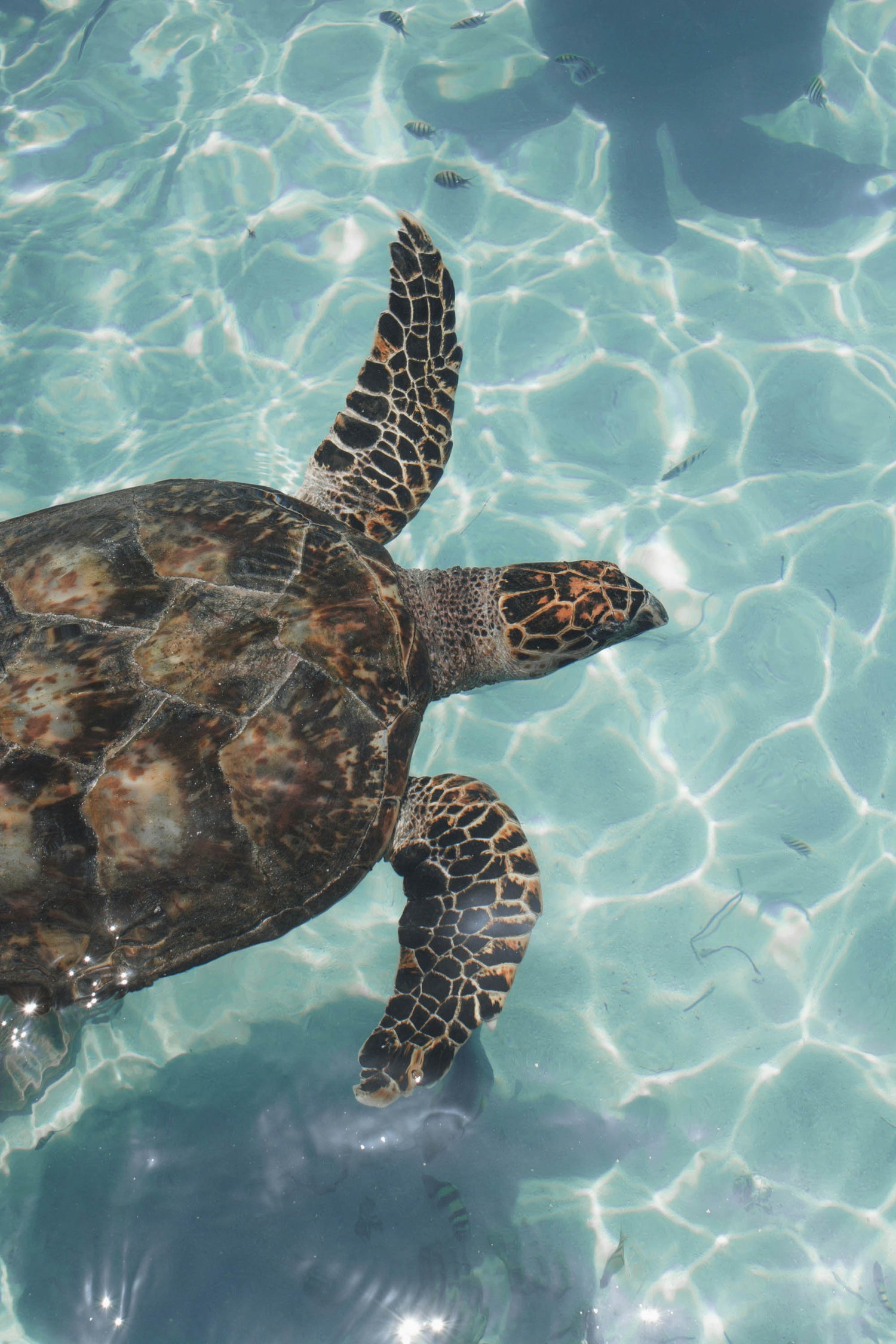 Sea turtle swimming in clear water, symbolizing Mālie the label's commitment to environmental conservation